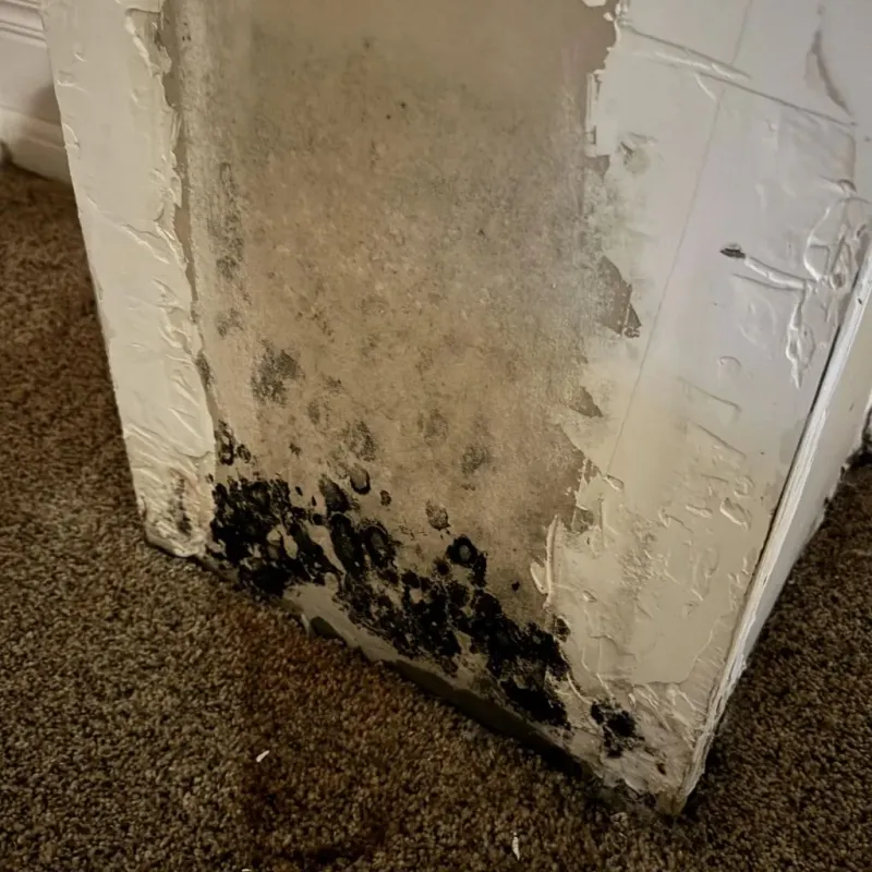Professional Mold Removal in Rubidoux, CA